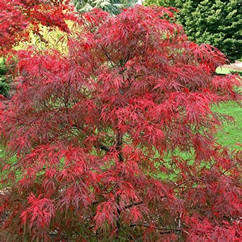 I Tested The Stunning Autumn Fire Weeping Japanese Maple Heres Why It