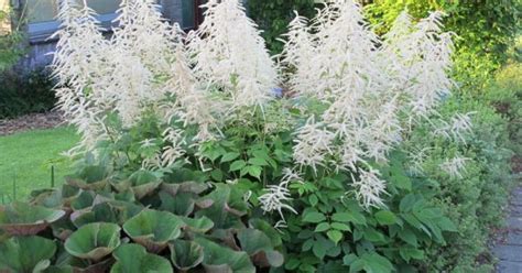 Aruncus Dioicus Geitenbaard Bloemenpark Appeltern