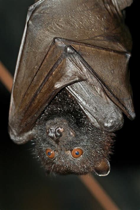 Fruit bat stock image. Image of creatures, wildlife, indonesia - 12135795