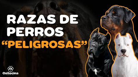 TOP 10 DE RAZAS DE PERROS POTENCIALMENTE PELIGROSAS YouTube