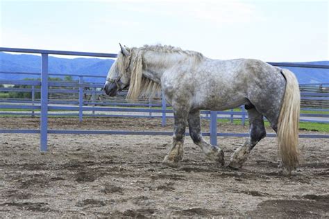 Percheron Horse Information and Pictures - PetGuide | PetGuide