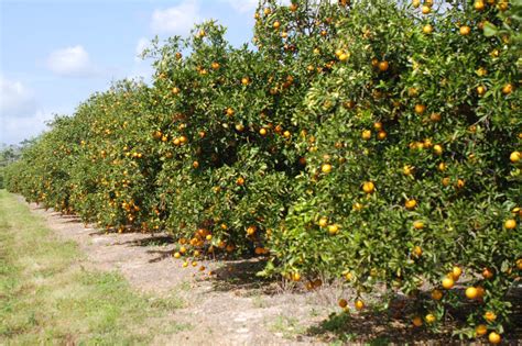 Árbol de Naranja Nombre científico características cuidados y más