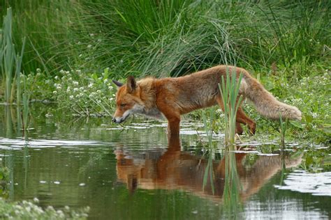 12 Interesting Facts About Foxes - Fun Fox Facts