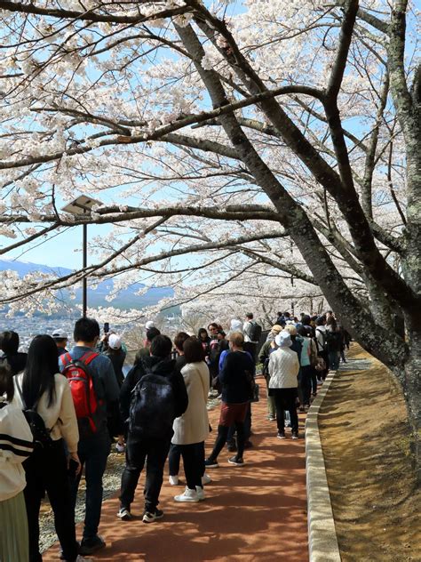 【満開】新倉山浅間公園桜の開花状況：2023年4月4日現在