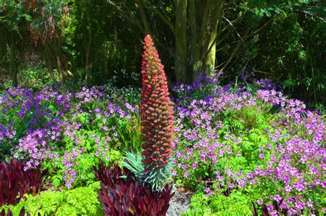 Buddleia Davidii Royal Red Butterfly Bush Stock Photo Image Of