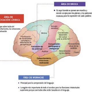 Funciones de la corteza cerebral áreas de Wernicke Broca y de