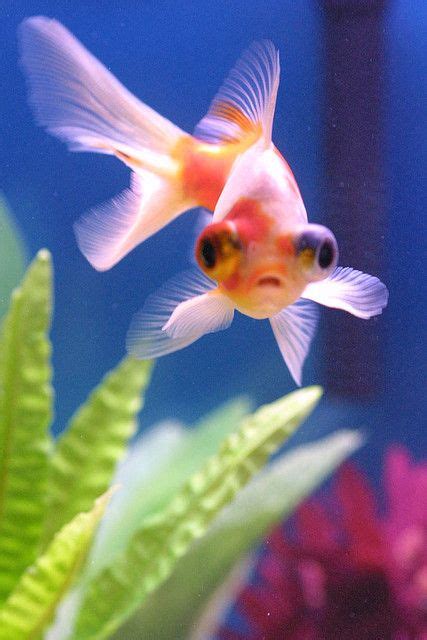 17 Telescope Eye Goldfish Ideas Goldfish Fish Pet Aquarium Fish