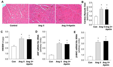 Chronic Effects Of Apelin On Cardiovascular Regulation And Angiotensin