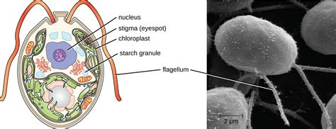 Algae Microbiology