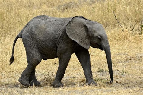 Excursión de un día al Parque Nacional Amboseli desde Nairobi