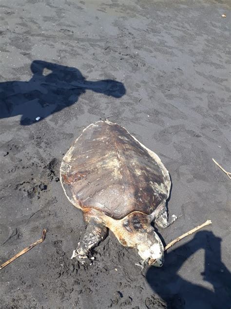 Penyu Lekang Terdampar Di Pantai Yehkuning Balipuspanews