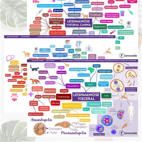 Mapas Mentais Sobre LEISHMANIOSE Study Maps