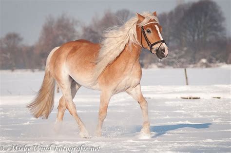 Haflinger 7 by Horse-Nation-Stock on DeviantArt