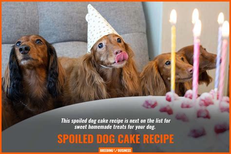 15 Best Dog Birthday Cakes Warning Reviews And Homemade Recipes