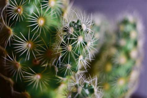 Green Leaf in Close Up Photo · Free Stock Photo