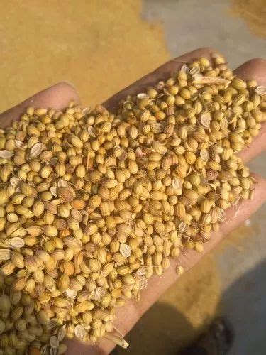 Badami Coriander Seed At Rs Kilogram Dhania Seed In Ramganj Mandi