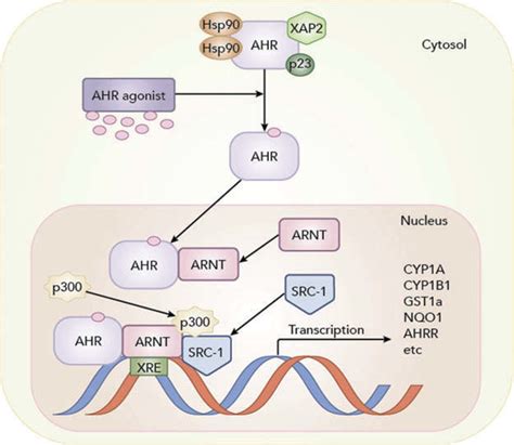 The Aryl Hydrocarbon Receptor Ahr Pathway The Pathway Is Activated