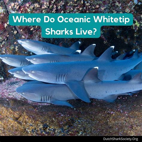 Oceanic Whitetip Sharks Facts And Info Guide - Dutch Shark Society