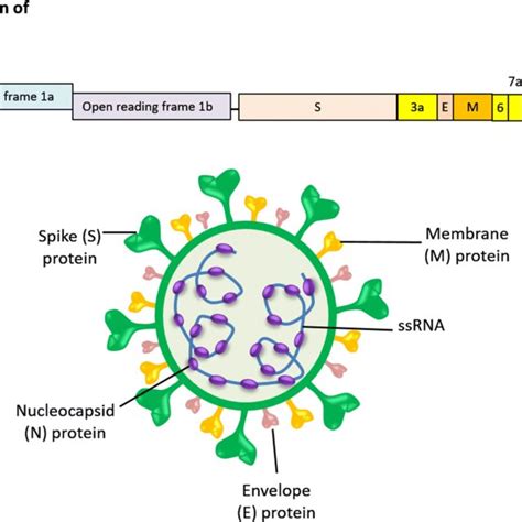 Schematic Representation Of The Genomic Organization And Structural