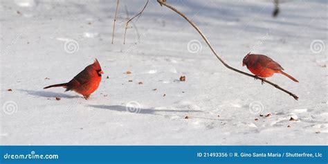 Cardinals on Snow stock photo. Image of male, winter - 21493356