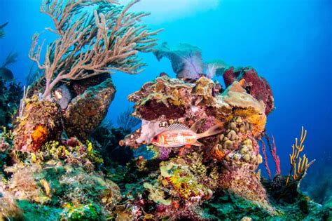 Unveiling the Aquatic Jewel: Why the Belize Barrier Reef Deserves a ...