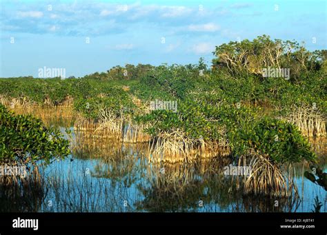 American Mangroves Rhizophora Mangle Fotograf As E Im Genes De Alta