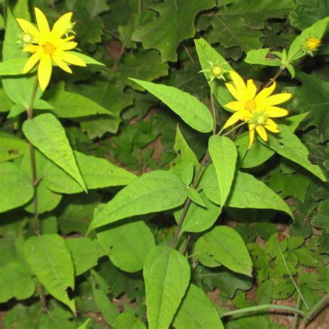 Helianthus Divaricatus 2 Woodland Sunflower Scioto Gardens Nursery