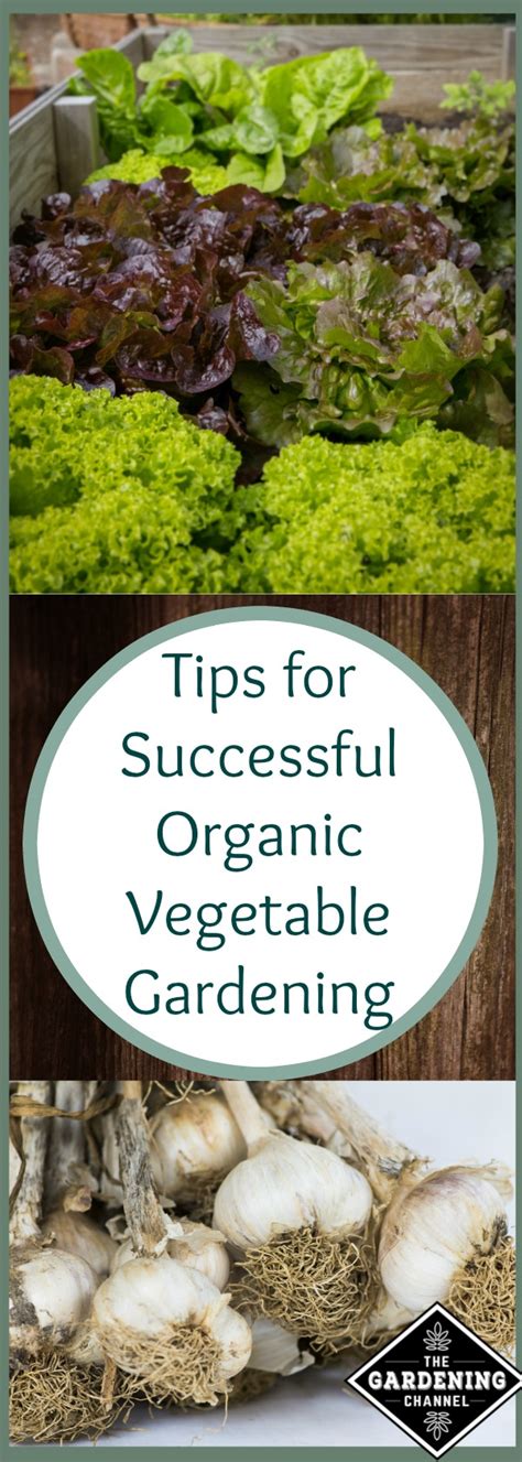 7 Tips For A Successful Organic Vegetable Gardening