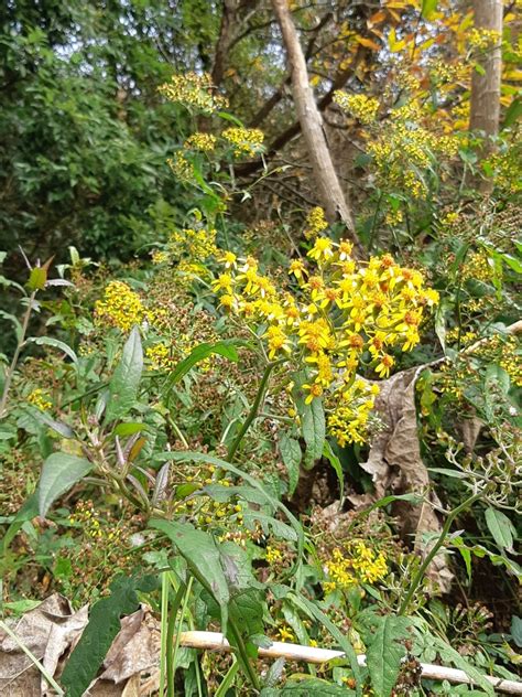 Senecio scandens incisus from 424台灣台中市和平區中興路一段21號 on December 30 2018