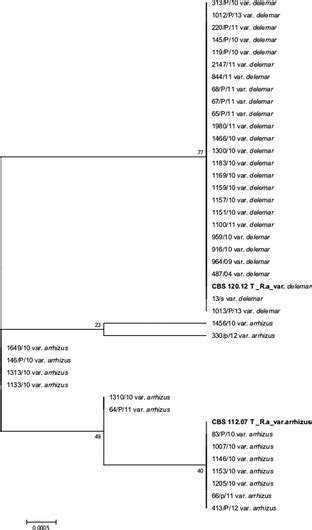 Neighbour Joining Phylogram Of Isolates Of Species Of Mucorales