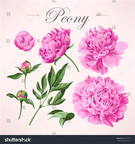 Set Peonies Stock Vector (Royalty Free) 605027174 | Shutterstock