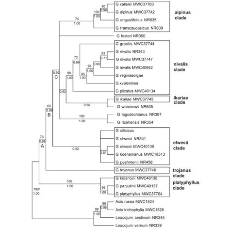 Bayesian Consensus Tree Of The Combined Analysis Of Plastid Matk