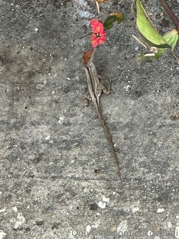 Cococvandi Cocovandi Nude OnlyFans The Fappening Plus