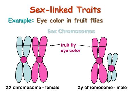 Ppt Non Mendelian Patterns Of Inheritance Incomplete Dominance Codominance And Sex Linked