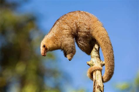 Animals of the world: Silky anteater