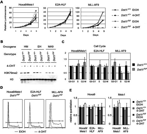 Dot1l Excision Leads To Cell Cycle Defect In Cells With Mll Af9