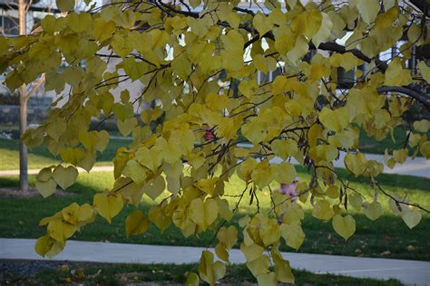 Eastern Redbud | UMass Amherst Greenhouse Crops and Floriculture Program