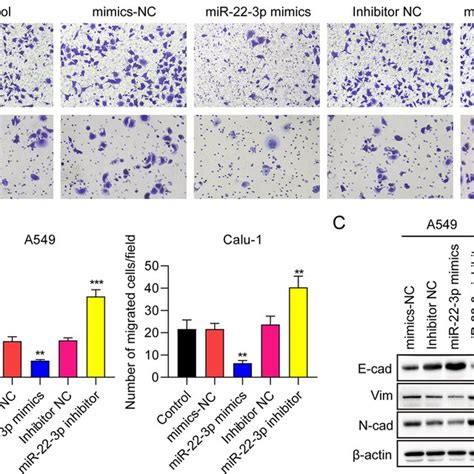 MiR 22 3p Suppresses Epithelial Mesenchymal Transition EMT Of NSCLC