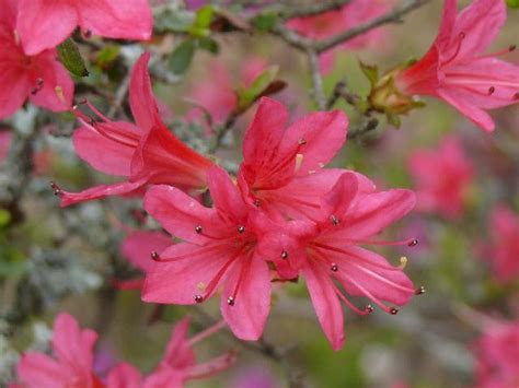 一関市千厩町のクルメツツジ（久留米躑躅） Peaの植物図鑑