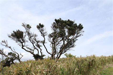 伊豆山稜歩道の風景伊豆の山々の尾根道を歩くコース伊豆の高原山々を眺めを楽しみながらのウオーキング 高原に立つ1本の木 Stock 写真