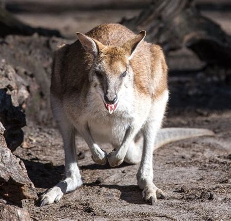 55 Pictures of Animals Showing Their Tongue - Tail and Fur