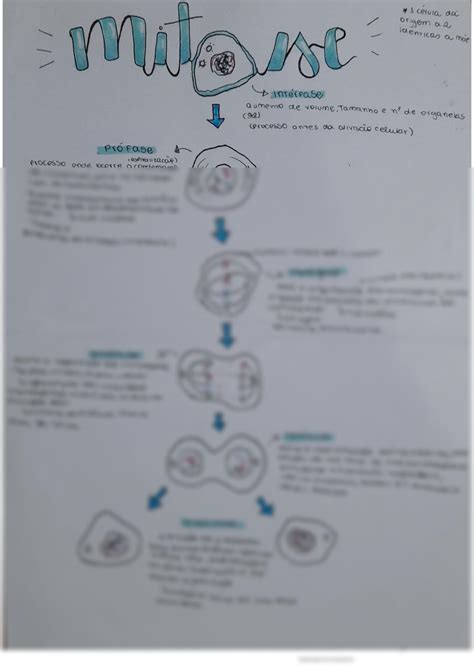 SOLUTION Resumo Mitose Studypool