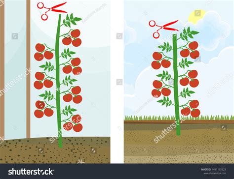 How Prune Indeterminate Tomatoes Plant Tomato Stock Vector Royalty