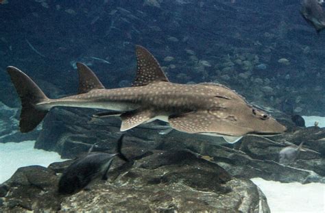 Bowmouth Guitarfish l Critically Endangered - Our Breathing Planet