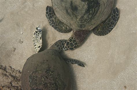 Baby Hawksbill Sea Turtle