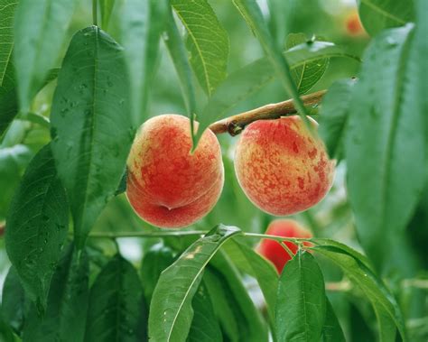 Peach background ·① Download free beautiful full HD wallpapers for