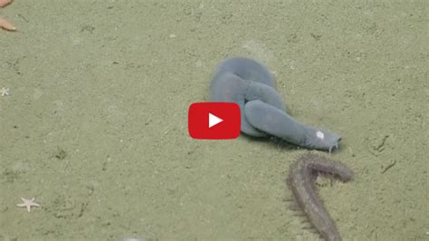 Amazing Footage Of Hagfish Tying Itself Into A Knot The Life In The