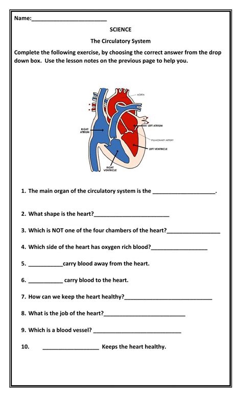 Circulatory System Activity Sheet