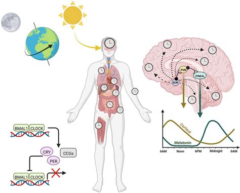 Circadian Rhythms Across The Body Are Entrained By The 24 H