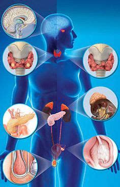 Las Mejores Im Genes De Sistema Endocrino Sistema Endocrino